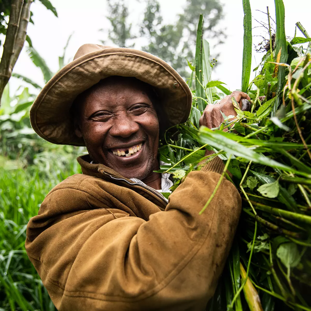 A farmer in Meru, Kenya, carrying cut forage grass that he will chop and feed to his cows