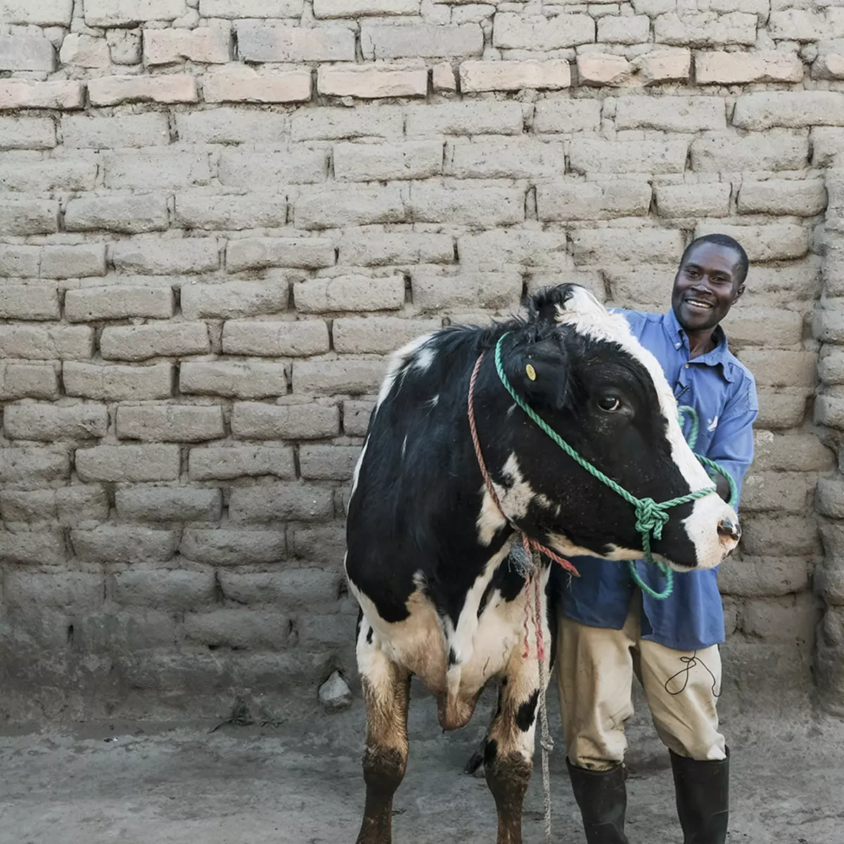Superior bull identified through genotypic and phenotypic data under African Dairy Genetic Gains Platform