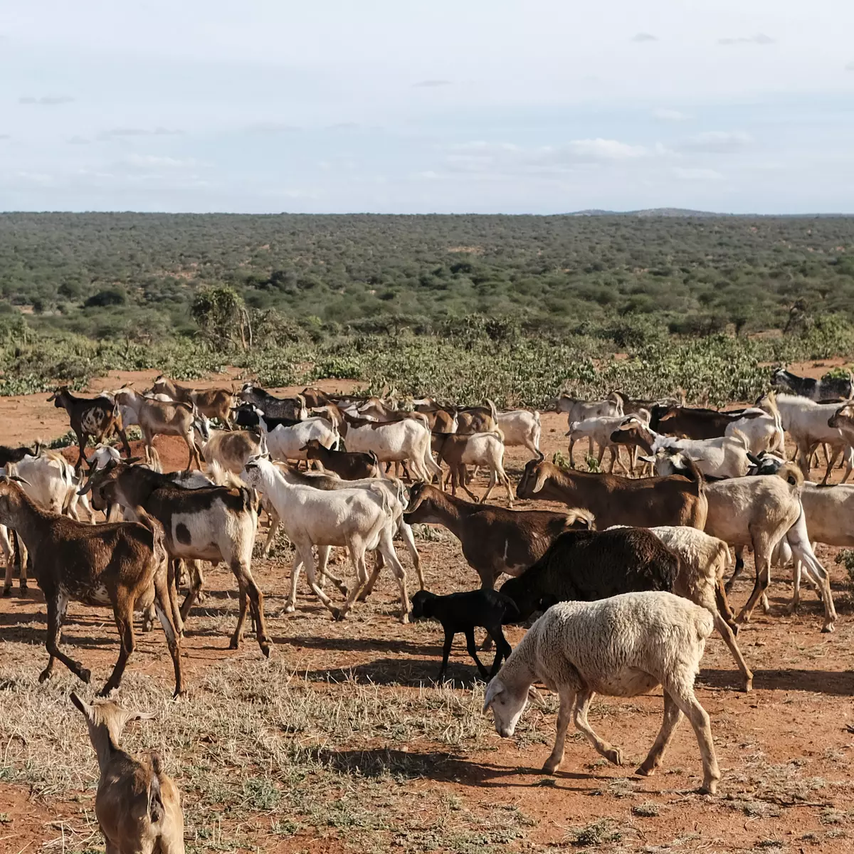Kenya