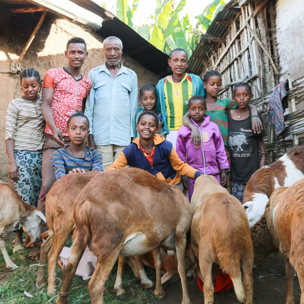 Sheep farming in Bonga Ethiopia