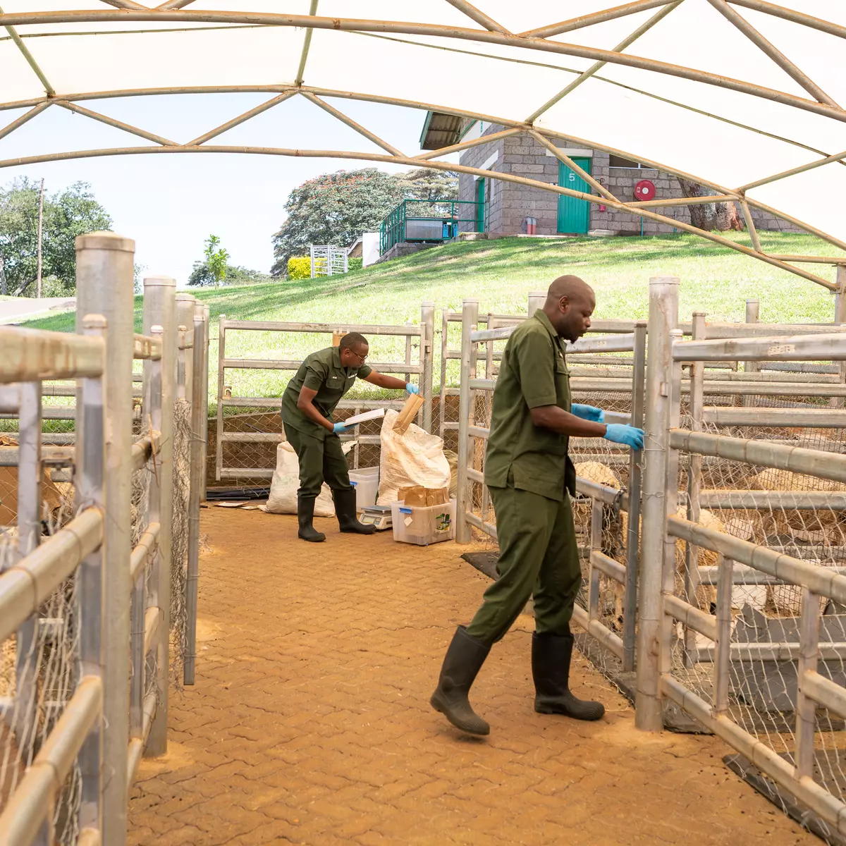 Sheep cubicles at ILRI's Mazingira Center