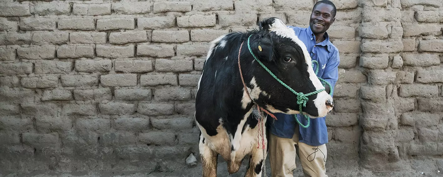 Superior bull identified through genotypic and phenotypic data under African Dairy Genetic Gains Platform