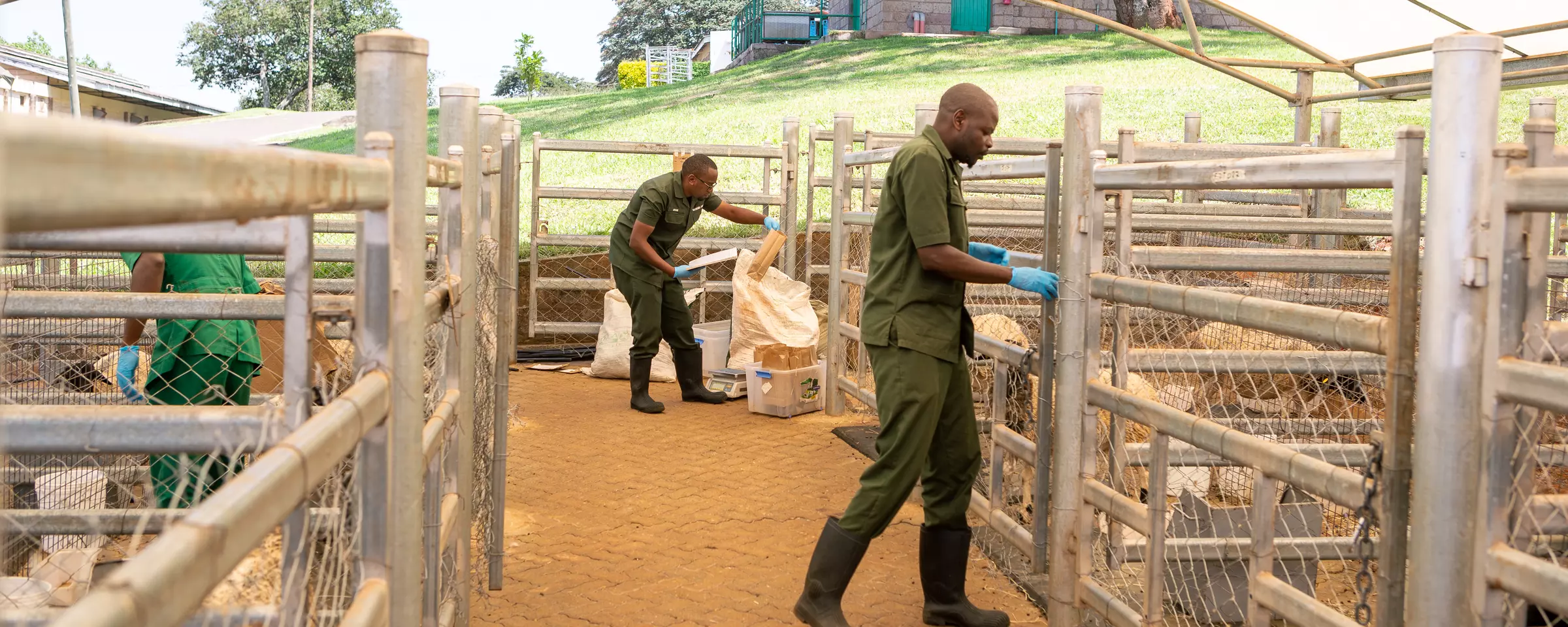 Sheep cubicles at ILRI's Mazingira Center