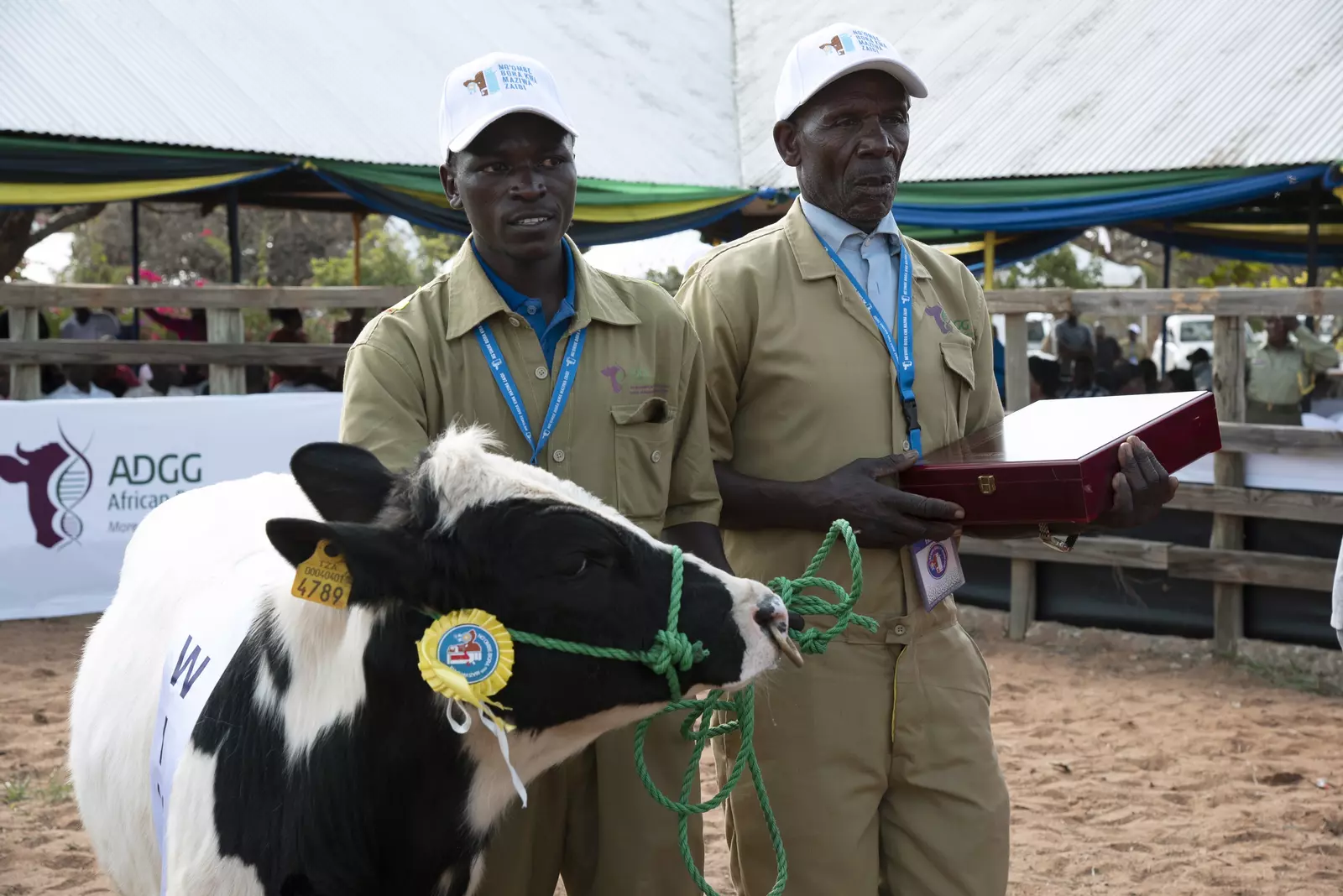 ADGG winning bull
