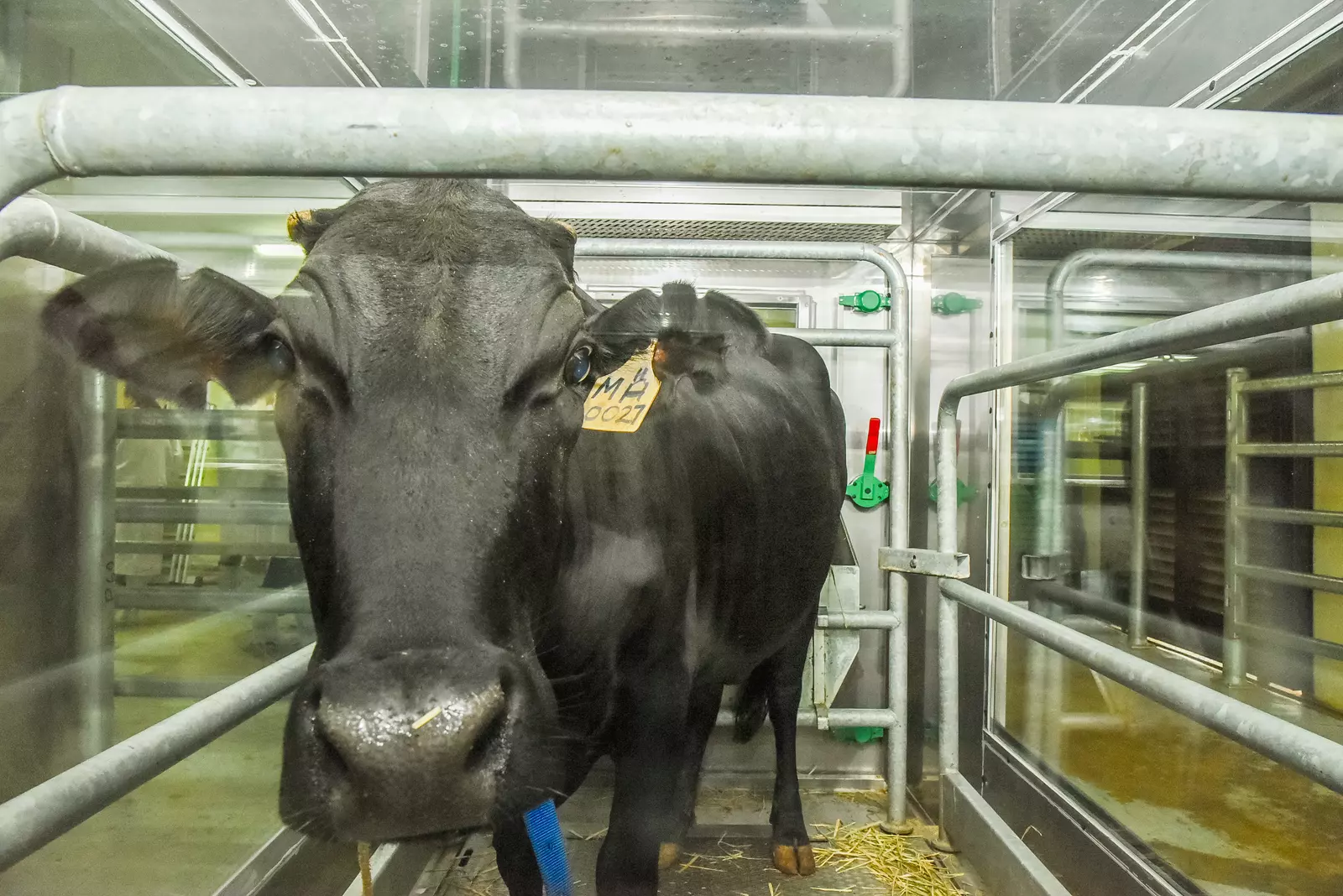 A cow in a respiratory chamber at the Mazingira Centre
