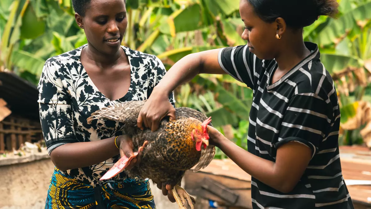Women poultry farmers, Tanzania