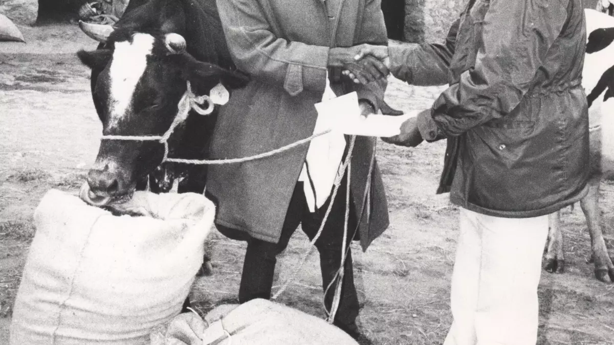 Woldeab W/Mariam with a farmer-cross-bred cow