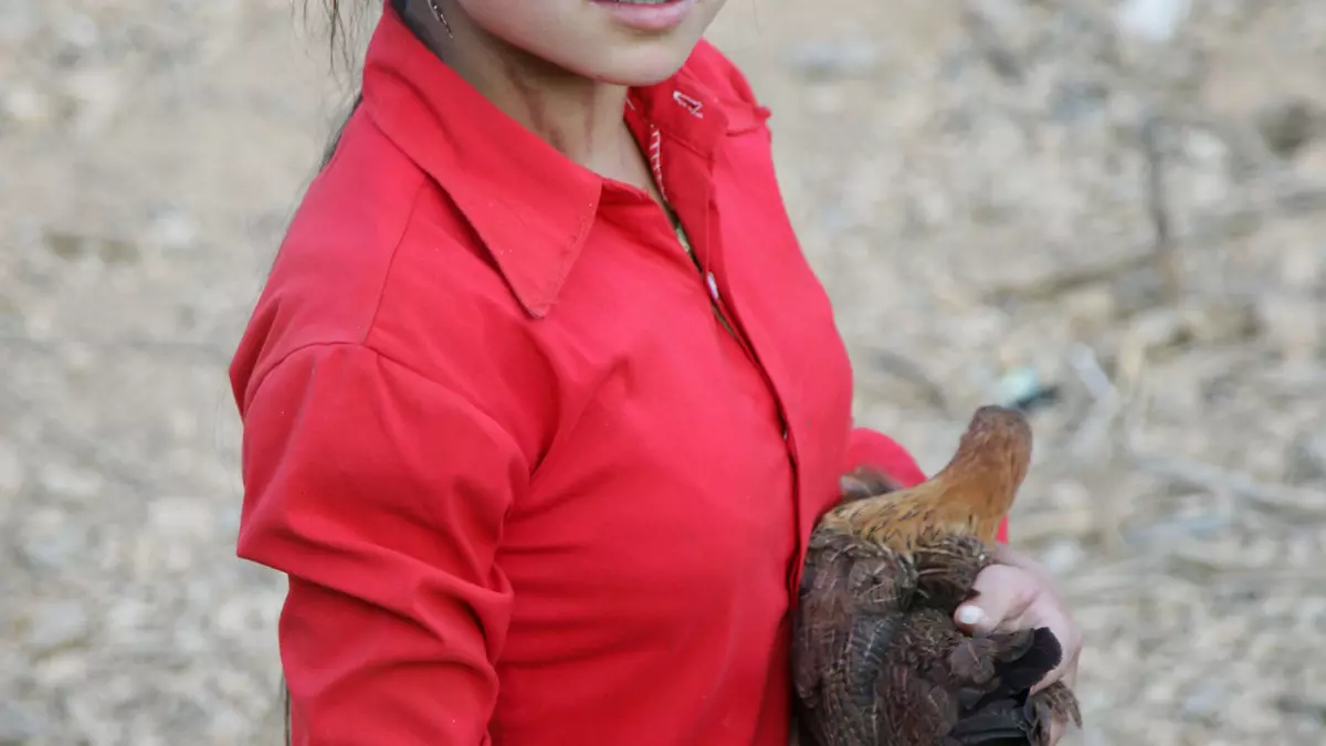 Hmong girl hold native black chicken of Vietnam