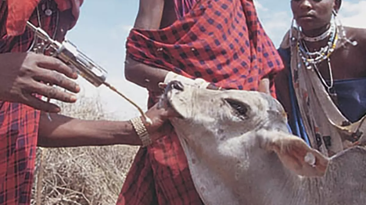 ECF vaccine