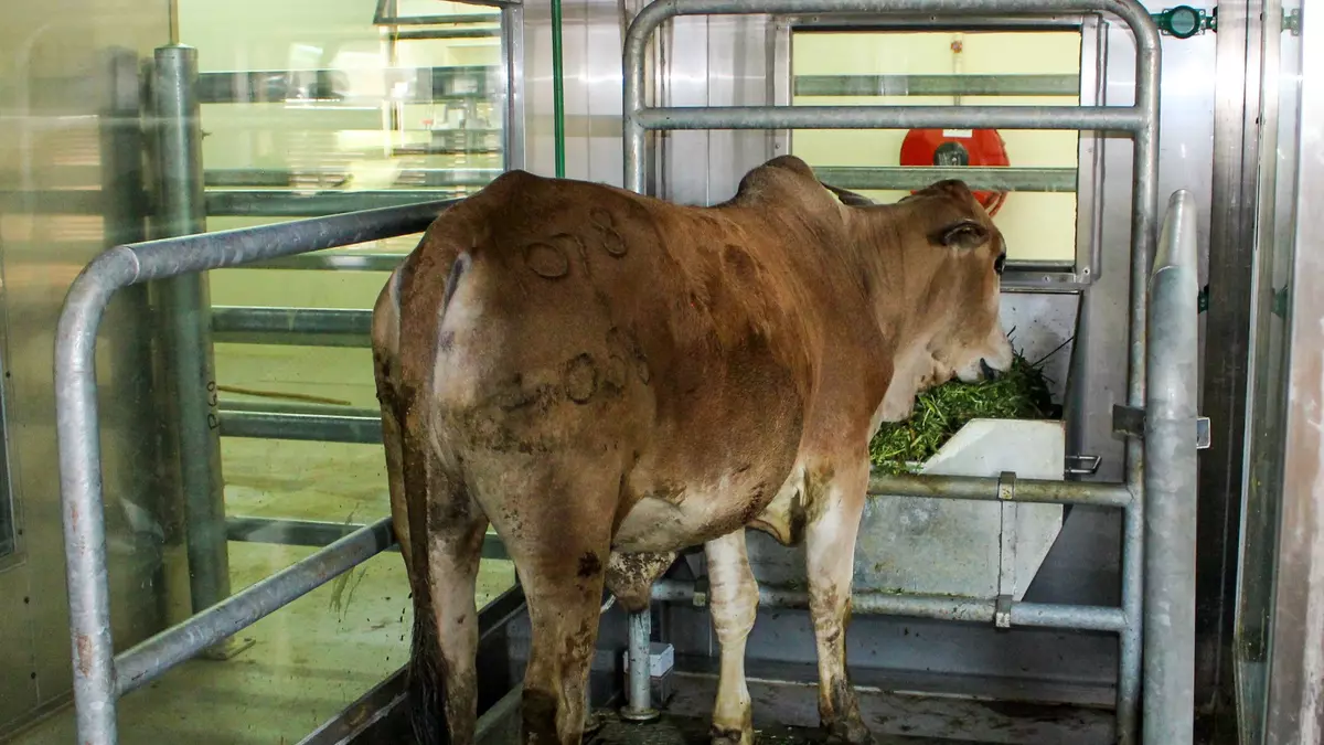 Cow in respiratory chamber